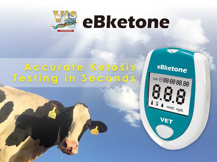 cow ketosis tests